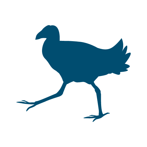 Pukeko Design Studio | Joe Brightwell - Web Designer